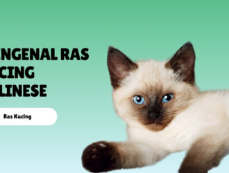 Mengenal Ras Kucing Balinese