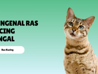 Mengenal Ras Kucing Bengal