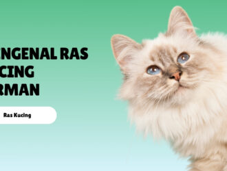 Mengenal Ras Kucing Birman