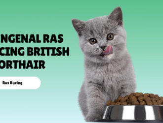 Mengenal Ras Kucing British Shorthair
