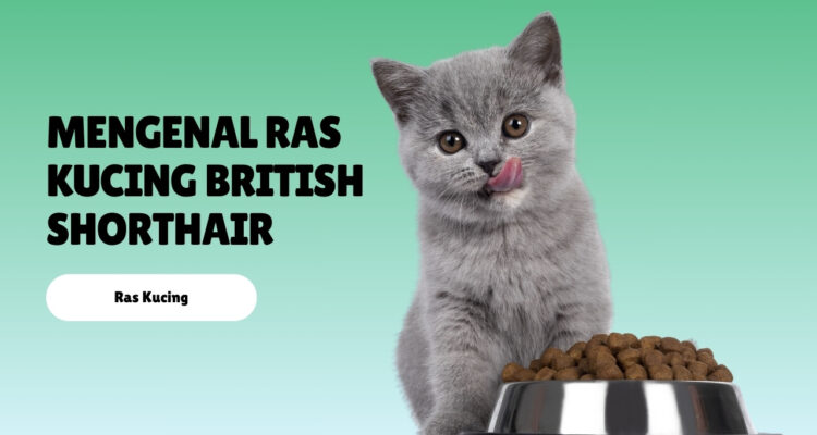 Mengenal Ras Kucing British Shorthair