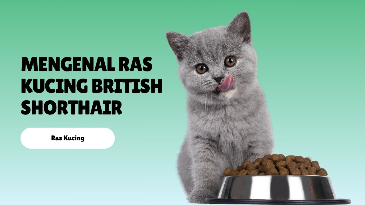 Mengenal Ras Kucing British Shorthair