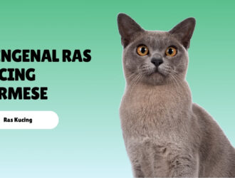 Mengenal Ras Kucing Burmese