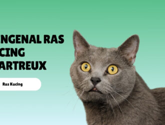 Mengenal Ras Kucing Chartreux