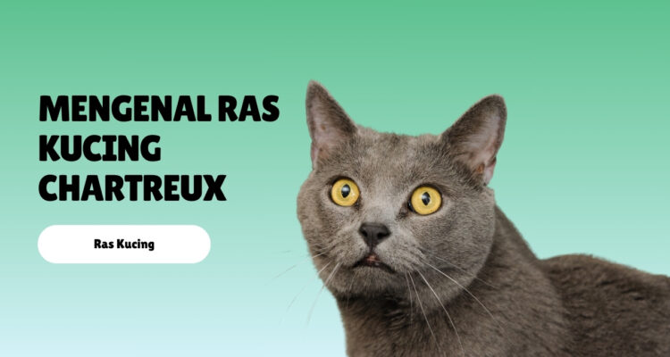 Mengenal Ras Kucing Chartreux