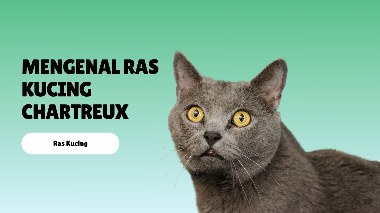 Mengenal Ras Kucing Chartreux