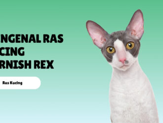 Mengenal Ras Kucing Cornish Rex