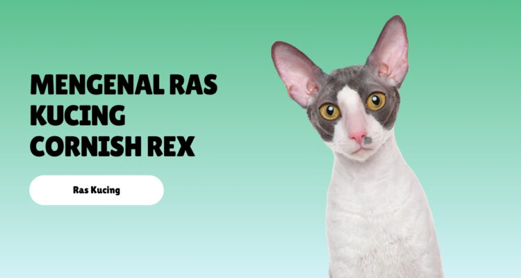 Mengenal Ras Kucing Cornish Rex