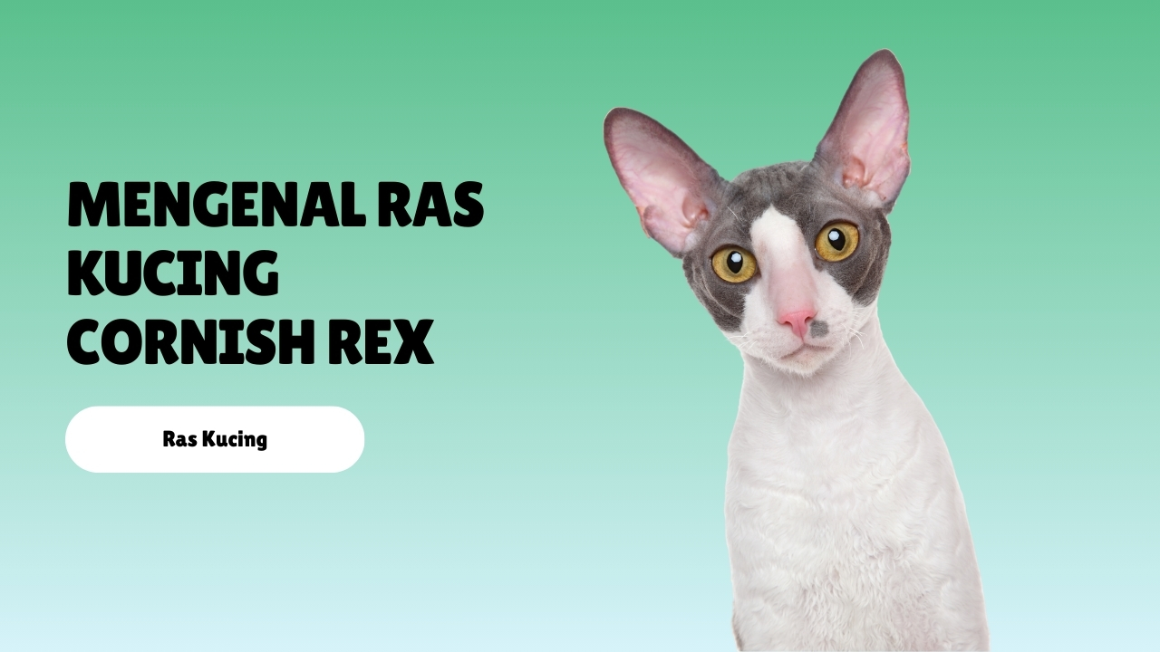 Mengenal Ras Kucing Cornish Rex