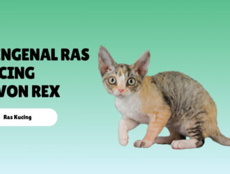 Mengenal Ras Kucing Devon Rex