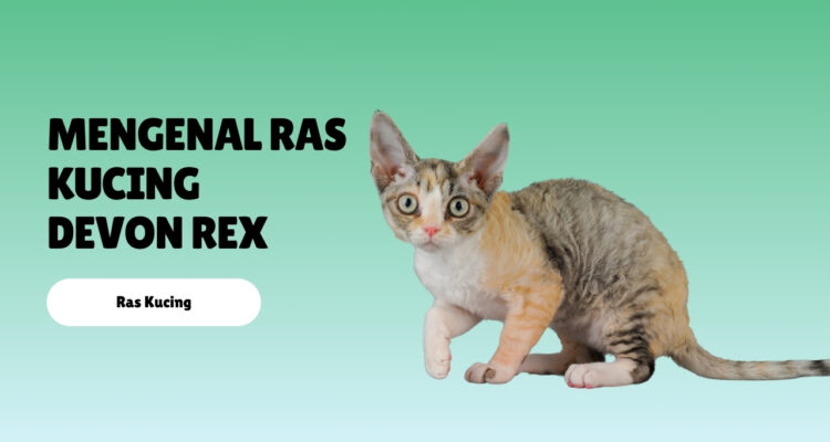 Mengenal Ras Kucing Devon Rex