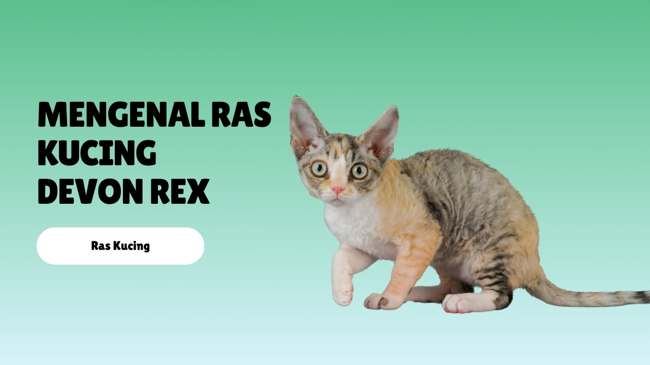 Mengenal Ras Kucing Devon Rex