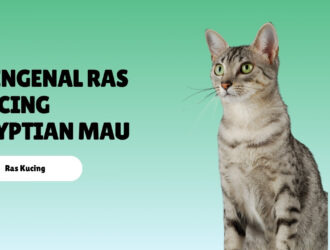 Mengenal Ras Kucing Egyptian Mau