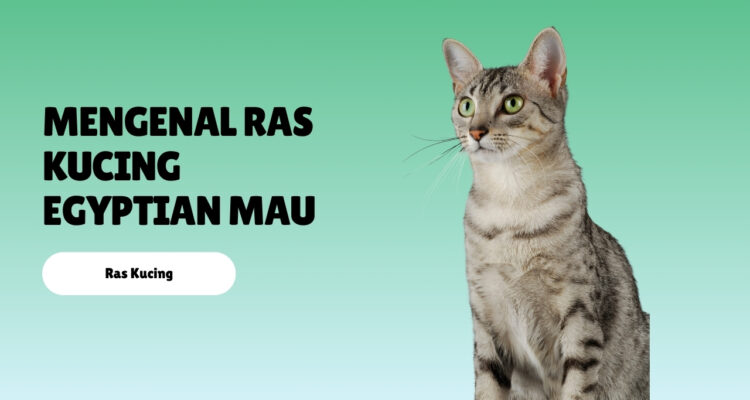 Mengenal Ras Kucing Egyptian Mau