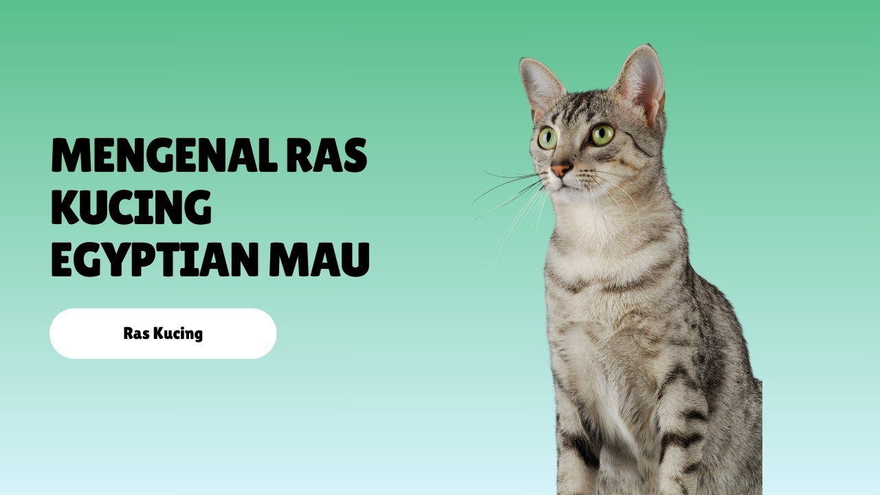 Mengenal Ras Kucing Egyptian Mau