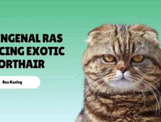 Mengenal Ras Kucing Exotic Shorthair