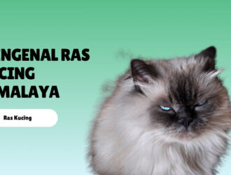 Mengenal Ras Kucing Himalaya