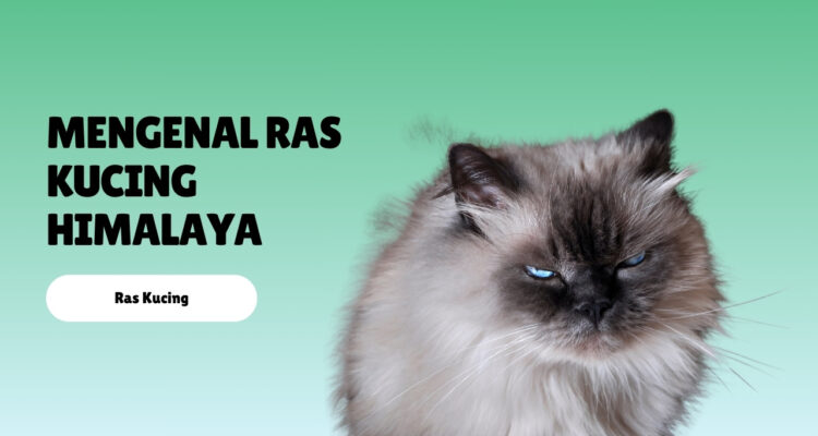 Mengenal Ras Kucing Himalaya