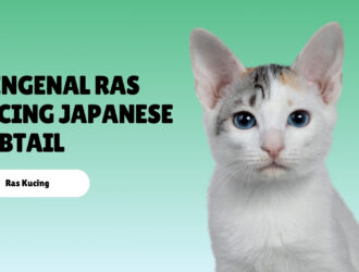 Mengenal Ras Kucing Japanese Bobtail