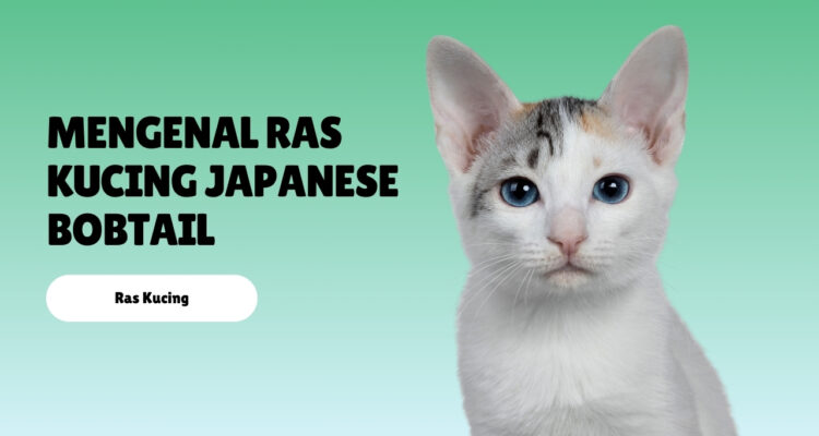 Mengenal Ras Kucing Japanese Bobtail