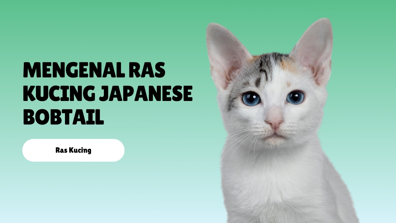 Mengenal Ras Kucing Japanese Bobtail