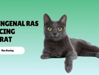 Mengenal Ras Kucing Korat