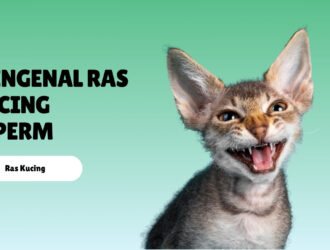 Mengenal Ras Kucing LaPerm