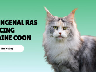 Mengenal Ras Kucing Maine Coon