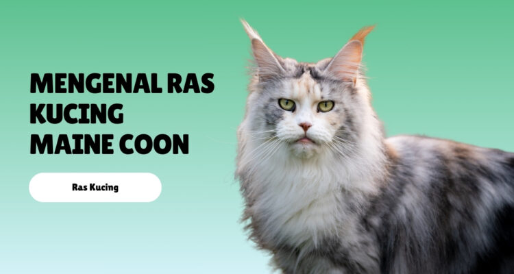 Mengenal Ras Kucing Maine Coon