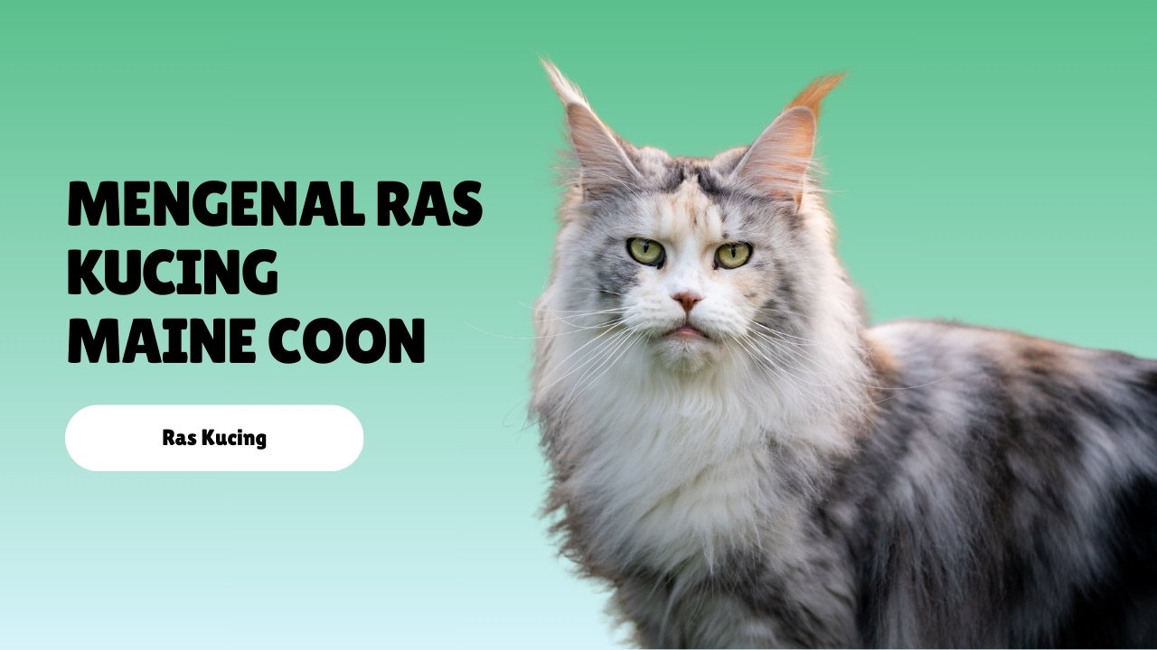 Mengenal Ras Kucing Maine Coon