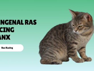 Mengenal Ras Kucing Manx