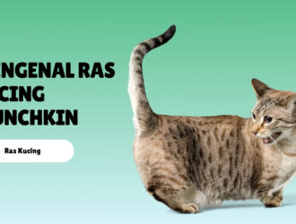 Mengenal Ras Kucing Munchkin