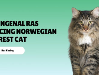 Mengenal Ras Kucing Norwegian Forest Cat