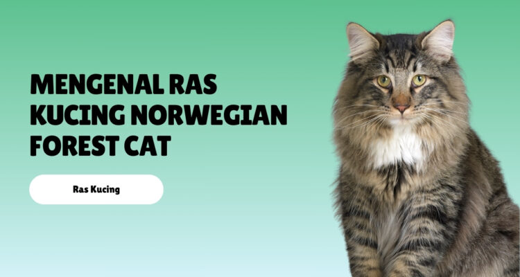 Mengenal Ras Kucing Norwegian Forest Cat