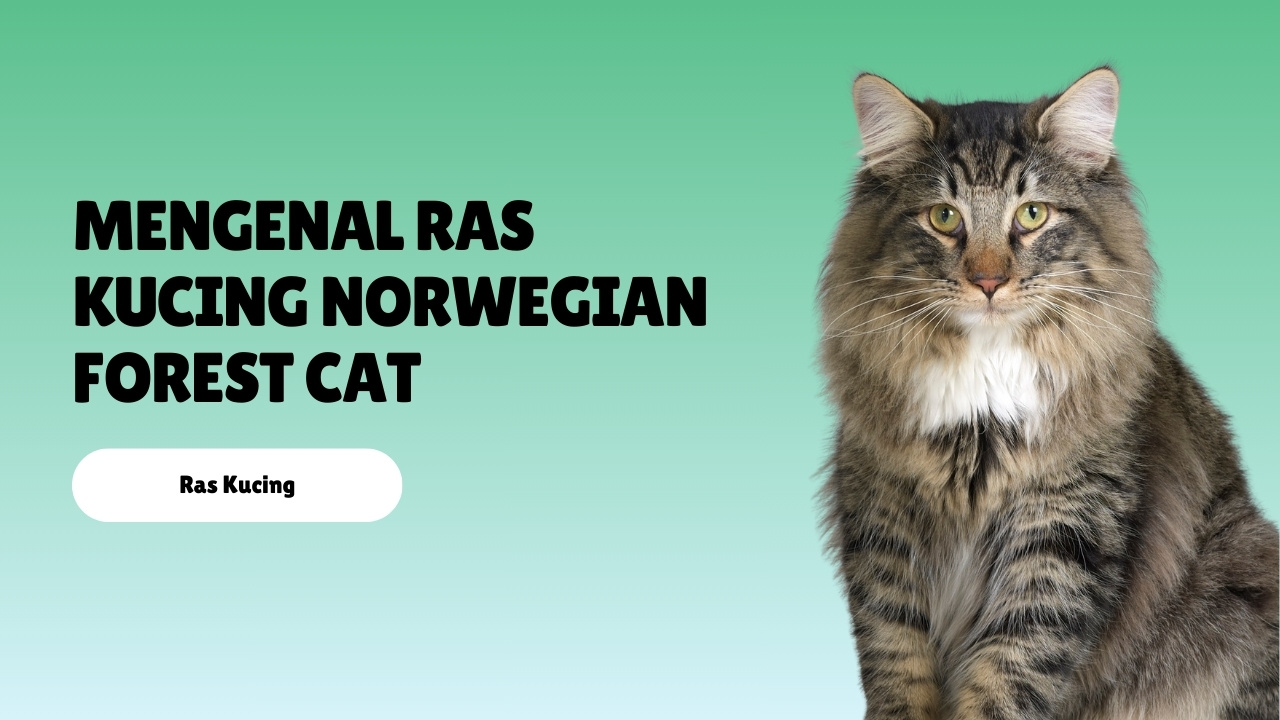 Mengenal Ras Kucing Norwegian Forest Cat