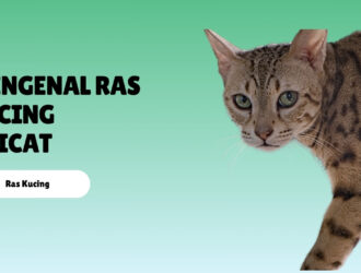 Mengenal Ras Kucing Ocicat