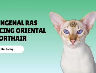 Mengenal Ras Kucing Oriental Shorthair