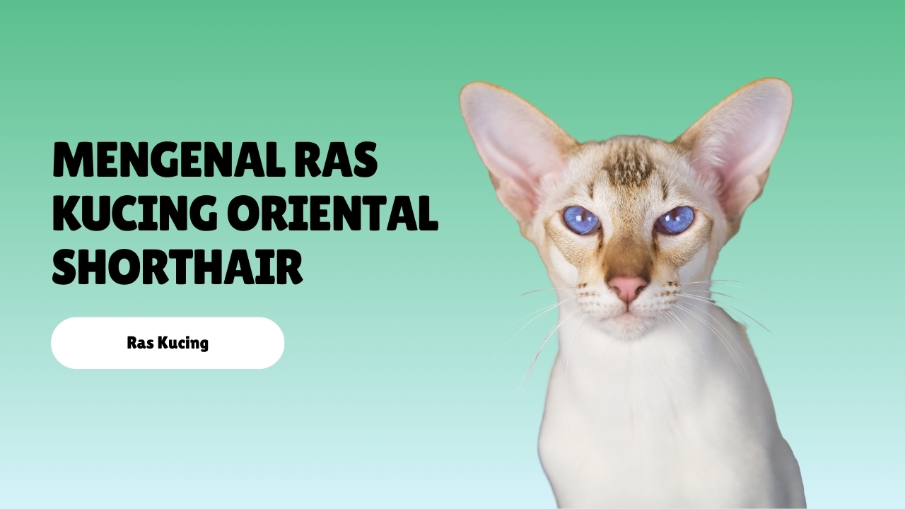 Mengenal Ras Kucing Oriental Shorthair