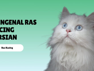 Mengenal Ras Kucing Persian