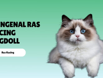 Mengenal Ras Kucing Ragdoll