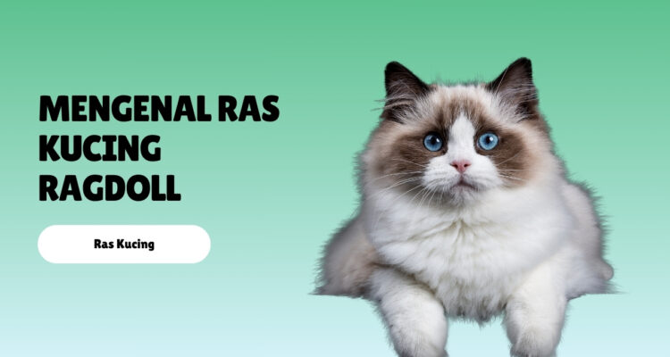 Mengenal Ras Kucing Ragdoll