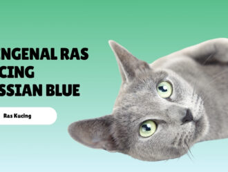 Mengenal Ras Kucing Russian Blue
