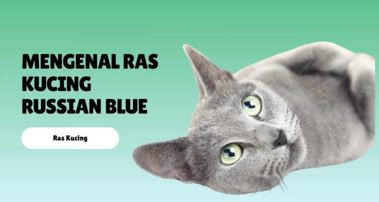 Mengenal Ras Kucing Russian Blue