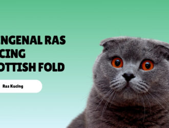 Mengenal Ras Kucing Scottish Fold