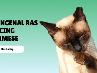 Mengenal Ras Kucing Siamese