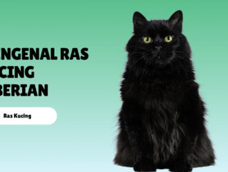 Mengenal Ras Kucing Siberian