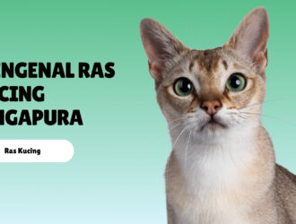 Mengenal Ras Kucing Singapura