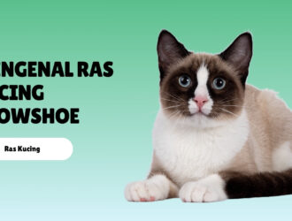 Mengenal Ras Kucing Snowshoe