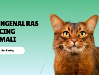 Mengenal Ras Kucing Somali