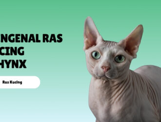Mengenal Ras Kucing Sphynx